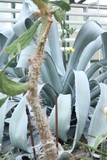 Fototapeta  - Exposition of tropical and subtropical cacti in a botanical garden,