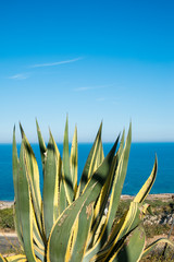 Wall Mural - Agave against  the Mediterranean