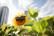 Sunglasses On Vibrant Sunflower In Sunny, Urban Community Garden