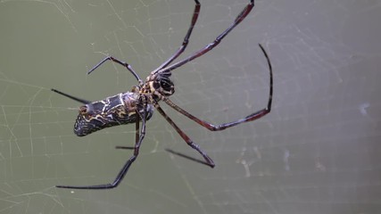 A Golden Orb Web Spider steady waiting for an insect to get trap in it's web - Close up