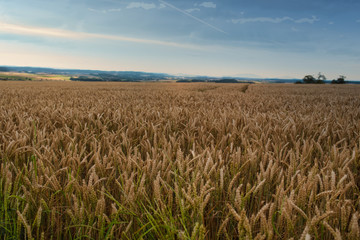 Feld mit reifer Gerste im Sommer