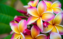 Plumeria Flower.Pink Yellow And White Frangipani Tropical Flora, Plumeria Blossom Blooming On Tree.
