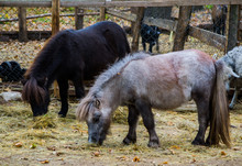 Two Little Ponies Eating Hay At The Zoo.