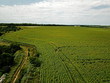 Aerial drone view. Green field of corn