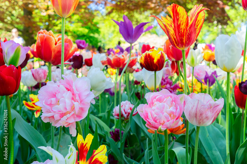 Tulips garden flowerbed