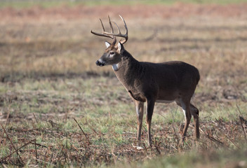 Wall Mural - Large whitetailed deer buck