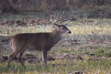 Wall Mural - Large whitetailed deer buck