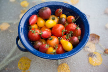Still Life Variety Fresh Organic Tomatoes In Strainer