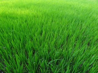 green wheat field of grass