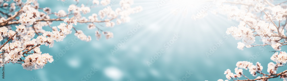 Flowering apricot branches on a background of blue sky bathed in sunlight: the concept of spring time - obrazy, fototapety, plakaty 