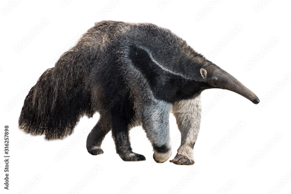 Giant anteater / ant bear against white background Stock Photo | Adobe ...