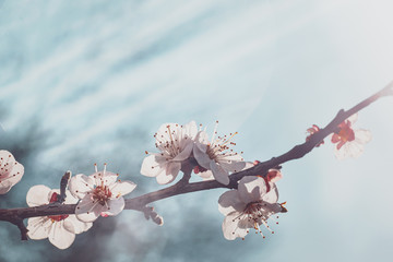 Wall Mural - Flowering apricot branch on a background of sunlit sky