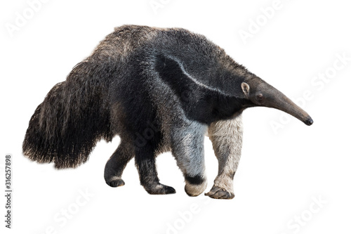 Fotomural Giant anteater / ant bear against white background