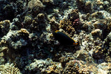 Fototapeta Do akwarium - Naso Lituratus under water in the ocean of egypt, Naso Lituratus under water photograph