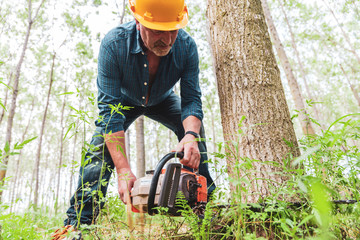 experienced lumberjack is cutting a tree with a chainsaw