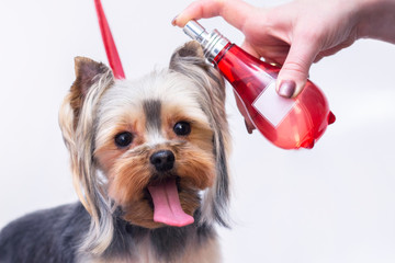 Professional dog care in a specialized salon. Groomers spray perfume on a dog. light background groomer concept