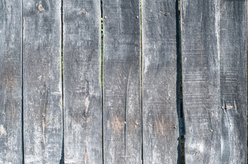 Wall Mural - Old weathered wooden boards surface closeup as grunge background