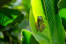 Red Eyed Tree Frog Between The Leaves Of A Green Plant In Tortuguero National Park In Costa Rica