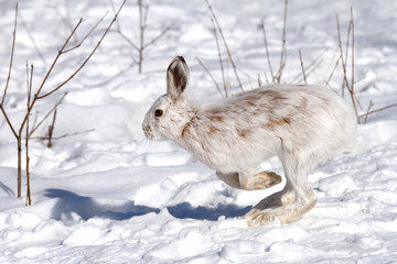 Wall Mural - White Snowshoe hare or Varying hare isolated on white background running through the snow in Canada