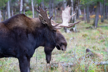 Wall Mural - Bull Moose with huge antlers (Alces alces) walking in the forest in Quebec, Canada