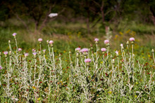 Patch Of Beautiful Pink Texas Thistle Blooms In Field (Cirsium Texanum)