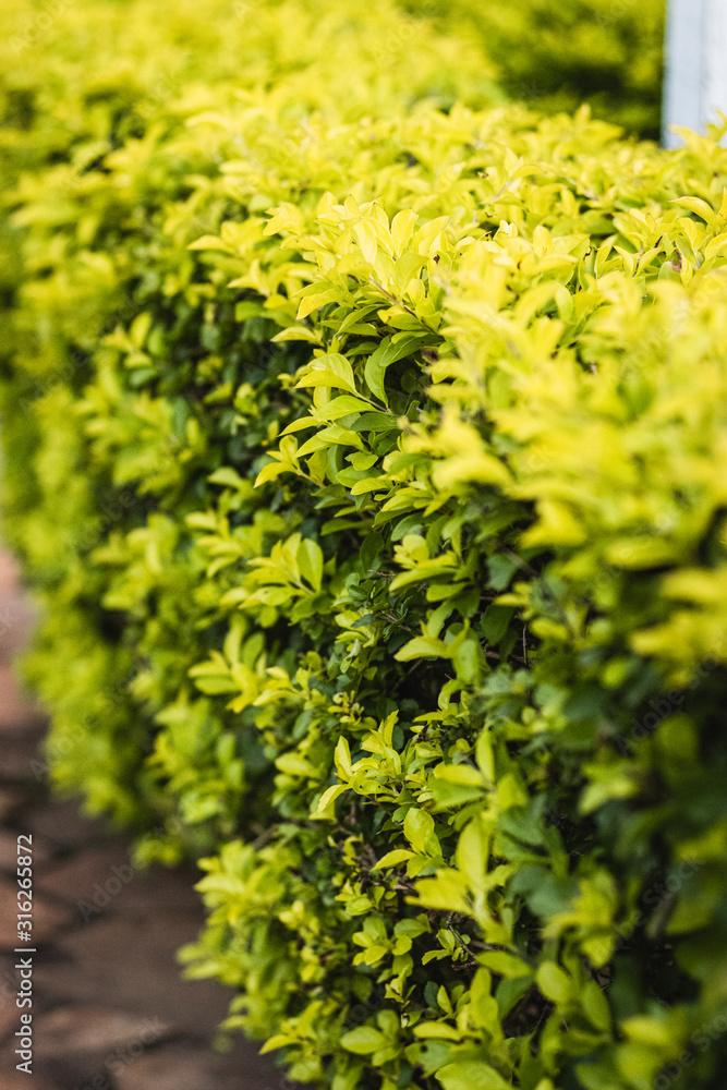 Foto de Stock plantas verdes cerca