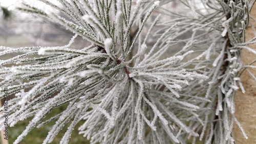 Beautiful Long Pine Needles With White Hoarfrost Frozen Branches Of An Evergreen Plant Trees Froze In A Terrible Frost Ice Crystals Formed Due To High Humidity Buy This Stock Photo And Beautiful Long Pine Needles With White Hoarfrost Frozen Branches Of An Evergreen Plant Trees Froze In A Terrible Frost Ice Crystals Formed Due To High Humidity Buy This Stock Photo And
