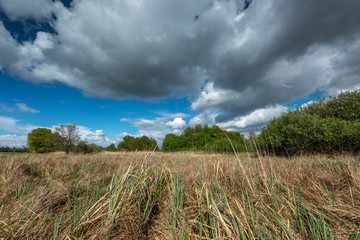 Canvas Print - Prairie sauvage au printemps