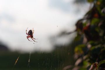 medium close shot of a spider backlit by the evening sun waits in its web with a blurred out sky and field in the background 