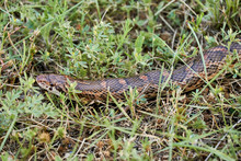 Macro Close Up Great Plains Rat Snake (Pantherophis Emoryi)