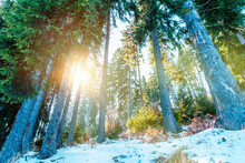 The Sun's Rays Burst Through The Trees. Wild Forest And Nature In Winter With Snow