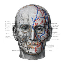 The Illustration Of Facial Nerves, Veins And Arteries In The Old Book Die Anatomie, By Fr. Merkel, 1885, Braunschweig