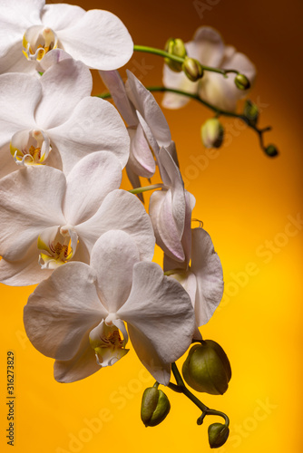Fotomural White orchid branch on a yellow background
