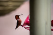 Rufous Hummingbird (Selasphorus rufus) at a bird feeder with light background flashing irridescent feathers at the camera