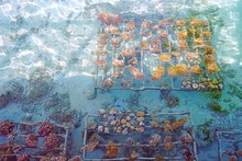 Growing A Coral Reef Artificially On A Metal Cage In The Bora Bora Lagoon