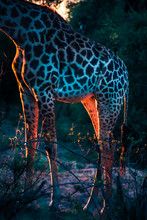 Thornicroft Giraffe At Sunset