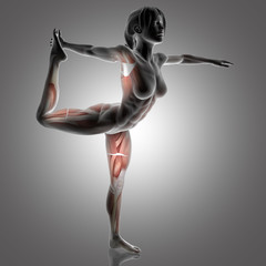 Poster - 3D female figure in Lord of the Dance yoga pose with muscles used highlighted