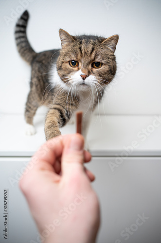 Cats Wall Murals Gallery Great Prices And Quality In Ireland