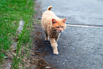 Wall Mural - Portrait of a red-headed homeless street cat.