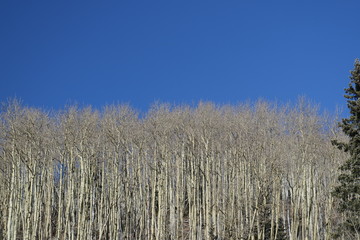 Aspen trees and the blue sky - Santa Fe NM