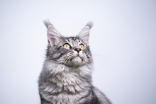 Portrait Of A Silver Tabby Maine Coon Cat Looking Up Curiously Outdoors In Front Of White Background