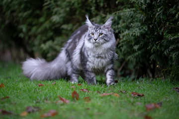 beautiful silver tabby maine coon cat outdoors on the prowl walking on grass with autumn leaves next to a hedge looking