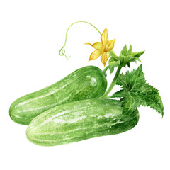 Wall Mural - Cucumbers with leaf and flower watercolor isolated on white background