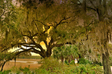 Poster - 2020-01-17 OAK TREE WITH SPANISH MOSS IN SOUTH CAROLINA