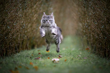Energetic Silver Tabby Maine Coon Cat Jumping In The Air Hunting Outdoors In Nature On Grass