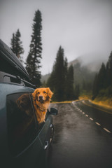 car on road in winter with dog