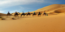 Caravan Of Camel In The Sahara Desert Of Morocco