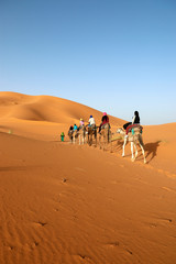 Wall Mural - Caravan of camel in the sahara desert of Morocco