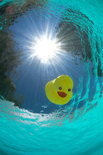 Floating Rubber Duck In The Swimming Pool