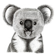 koala hand draw illustration, isolated on white background